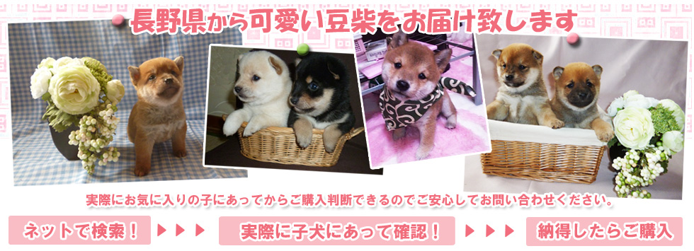 豆柴犬専門ブリーダーからの直接販売だからペットショップで購入するよりお得。お気に入りの子を実際にみてから購入するか決められるので安心。血統書付きの豆柴子犬を長野からお届けいたします。