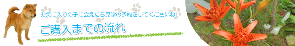 豆柴購入までの流れ