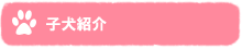 子犬紹介